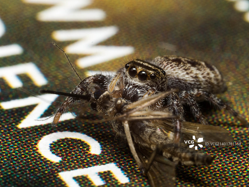 跳蛛正在吃蚊子图片素材
