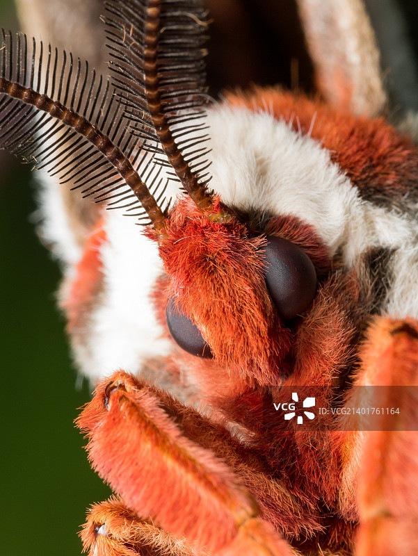 橙色、白色和棕色巨型蚕蛾特写图片素材