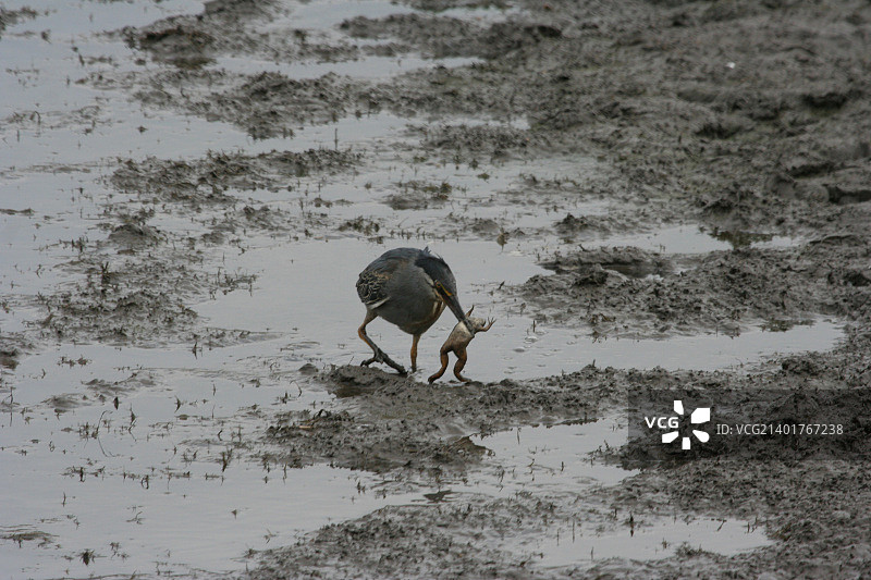 绿背苍鹭“玩耍”青蛙图片素材