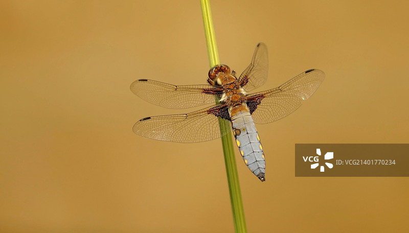 栖息在芦苇上的宽体箭蜓图片素材