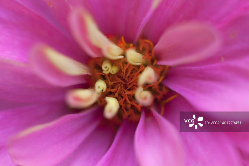 百日菊_6图片素材