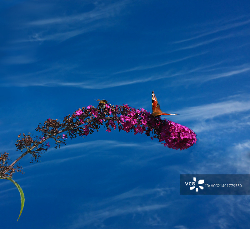 熊蜂大战蝴蝶2图片素材