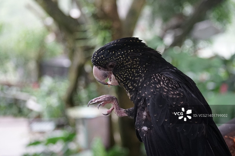 栖息在户外的鸟特写图片素材
