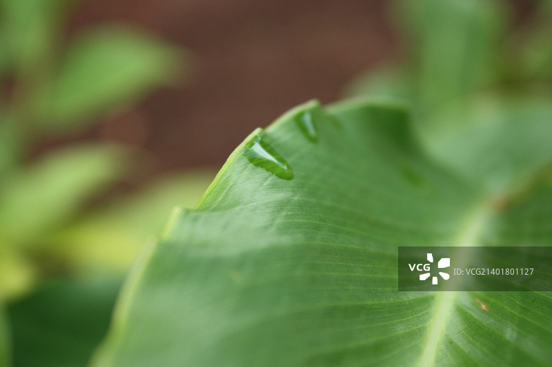 新鲜绿叶特写图片素材