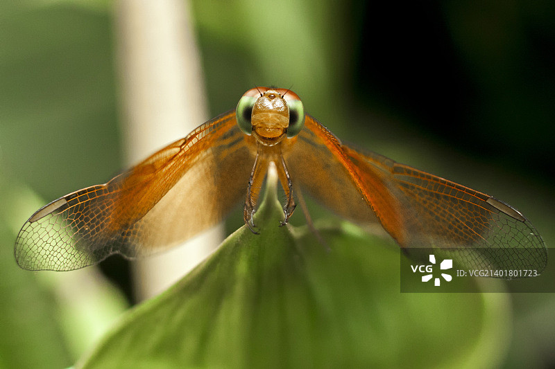 很高兴见到你！图片素材