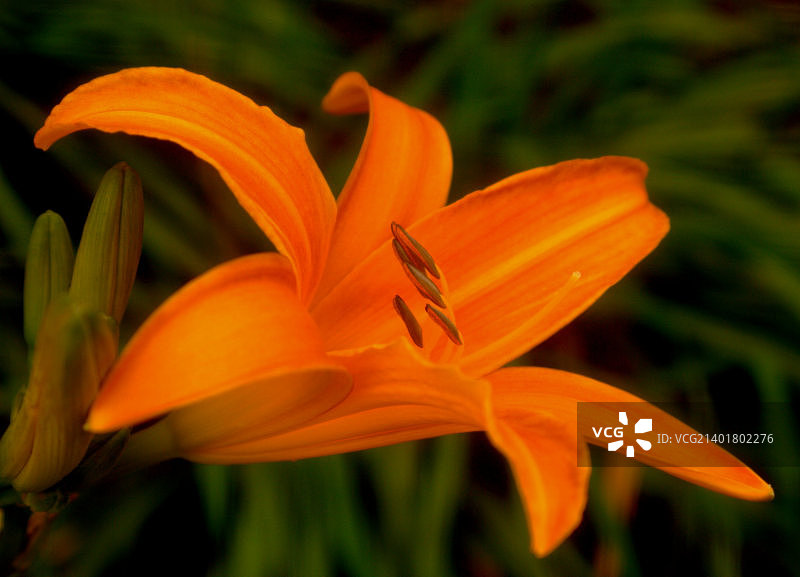 卡巴莱黄花菜图片素材