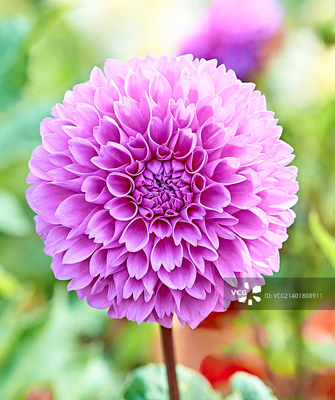 紫色大丽花与花茎，草地花朵，盛开图片素材