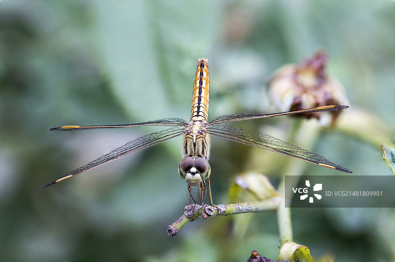 植物上的蜻蜓特写图片素材