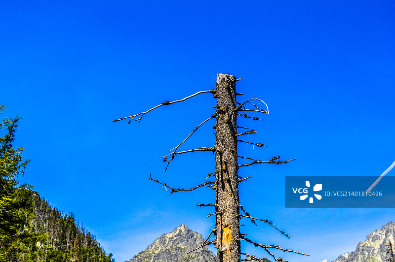 枯萎的树木图片素材