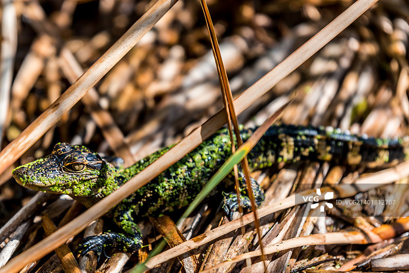 第14天的小鳄鱼图片素材