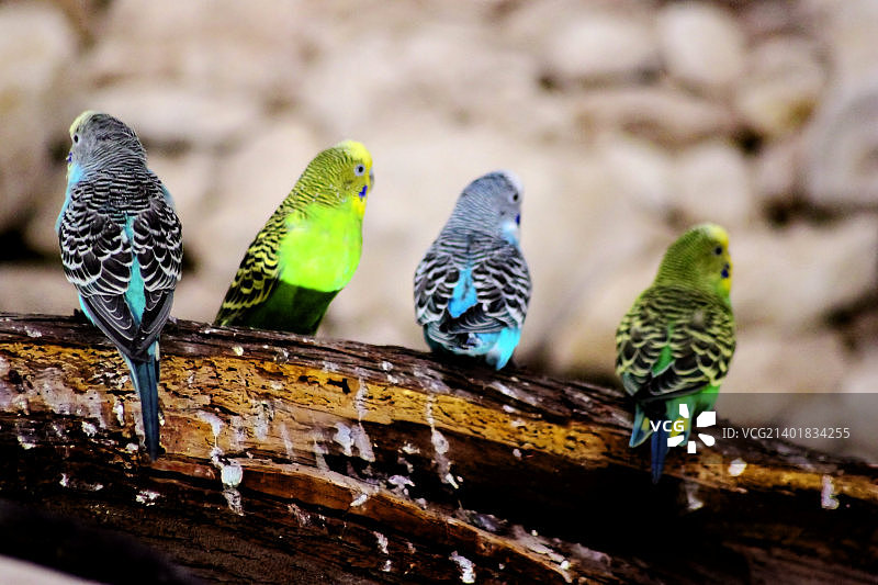 四个朋友图片素材