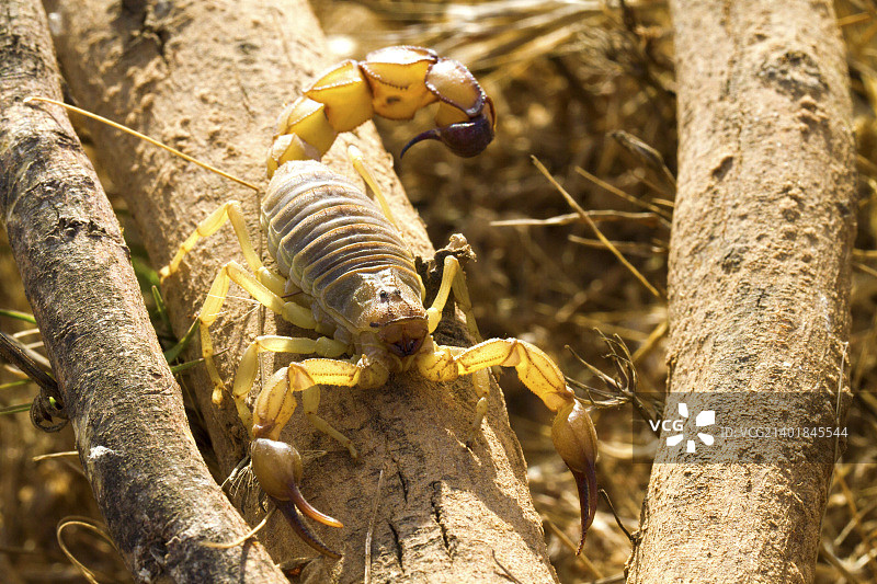 黄色肥尾蝎2图片素材