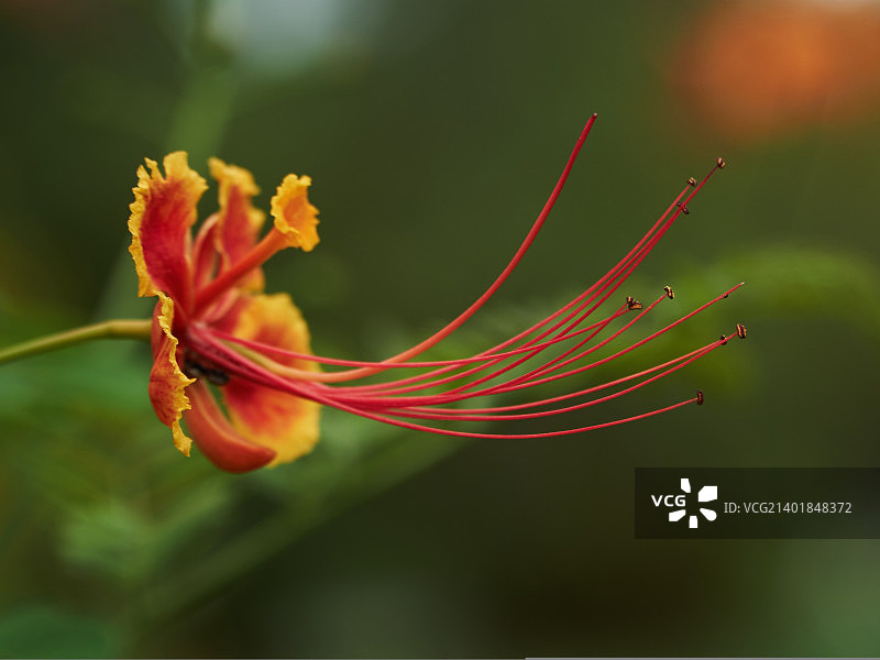 红绒球花图片素材