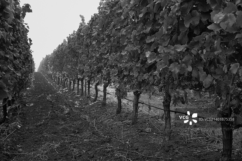 葡萄园和黑皮诺葡萄（黑白）图片素材