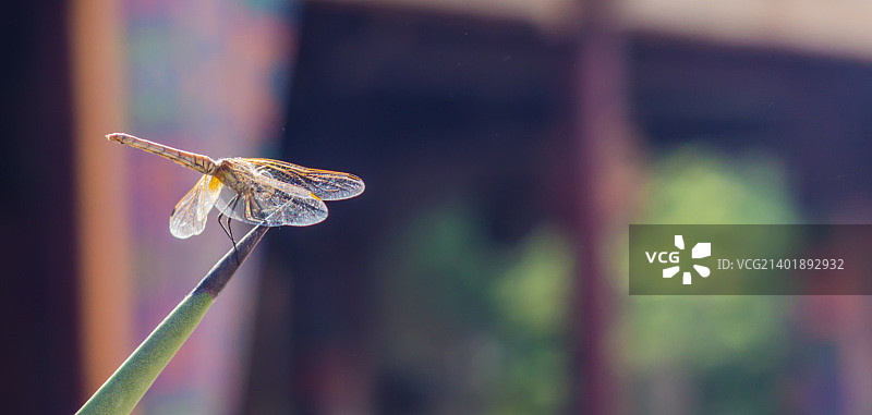 害羞的人图片素材