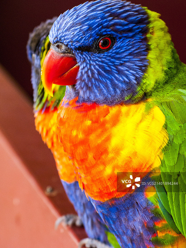 大凯珀尔岛的虹彩吸蜜鹦鹉，澳大利亚昆士兰图片素材