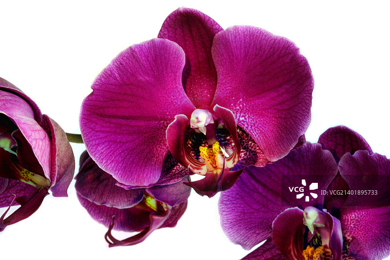 美国哈灵顿图片素材