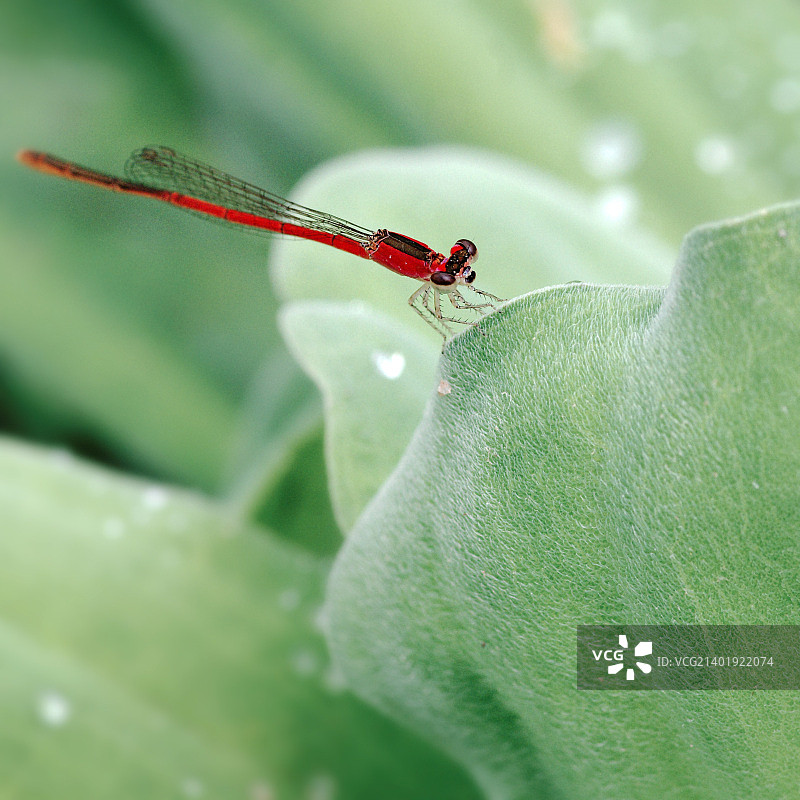 中国台湾豆娘图片素材