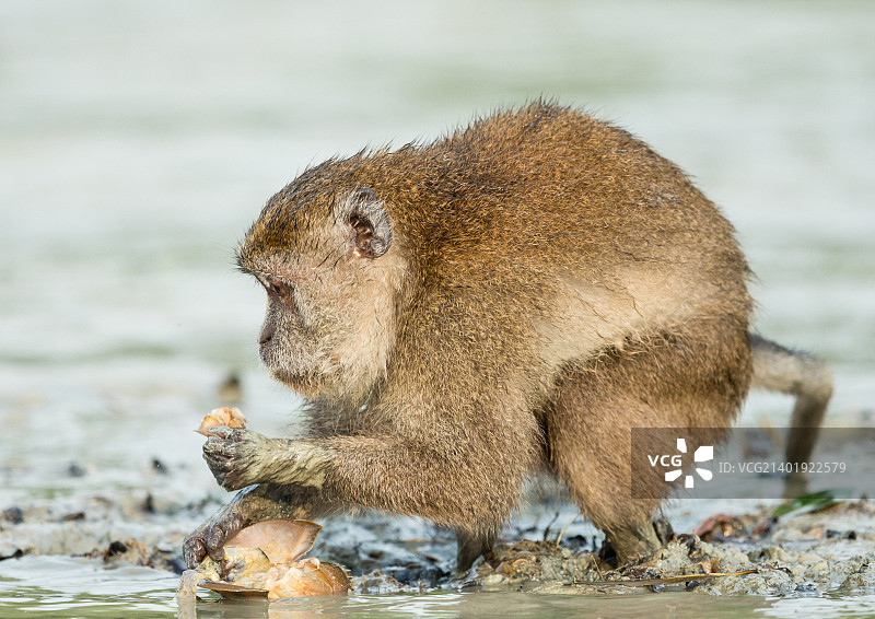 食蟹猕猴食用马蹄蟹图片素材