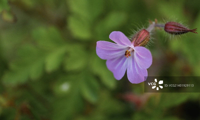 老鹳草图片素材