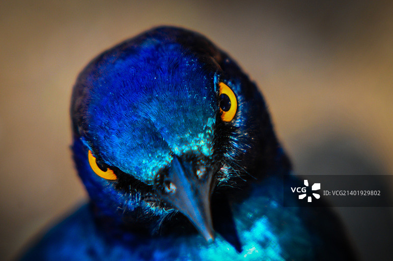 你在盯着什么？图片素材