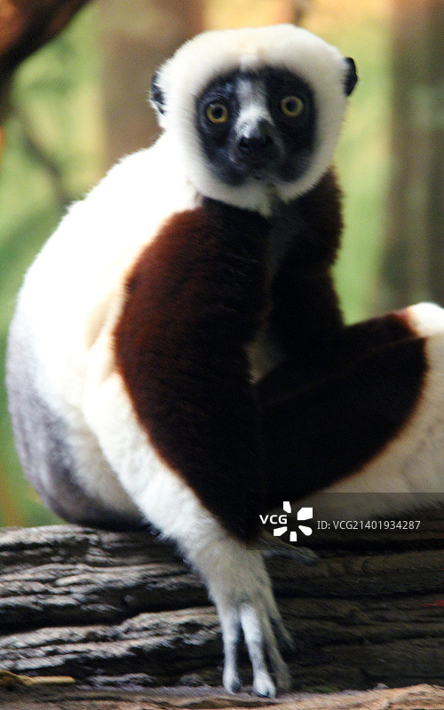 冕狐猴图片素材