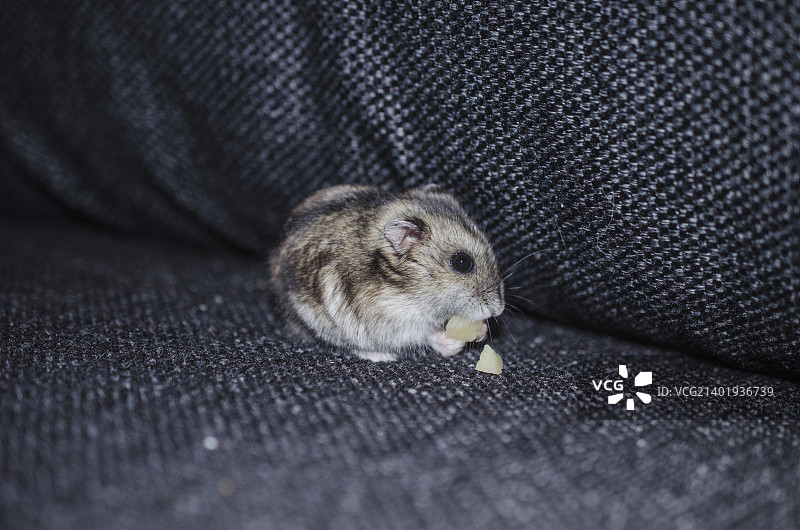 DSC_0020.jpg图片素材