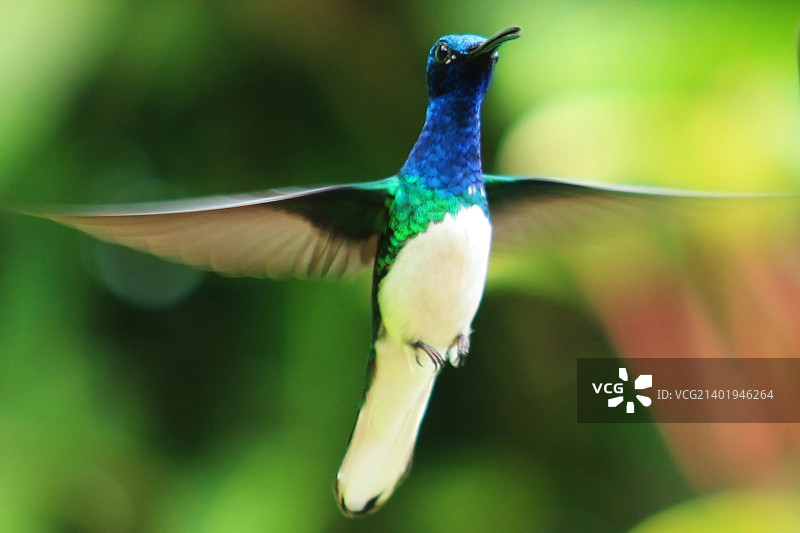 白颈蜂鸟图片素材