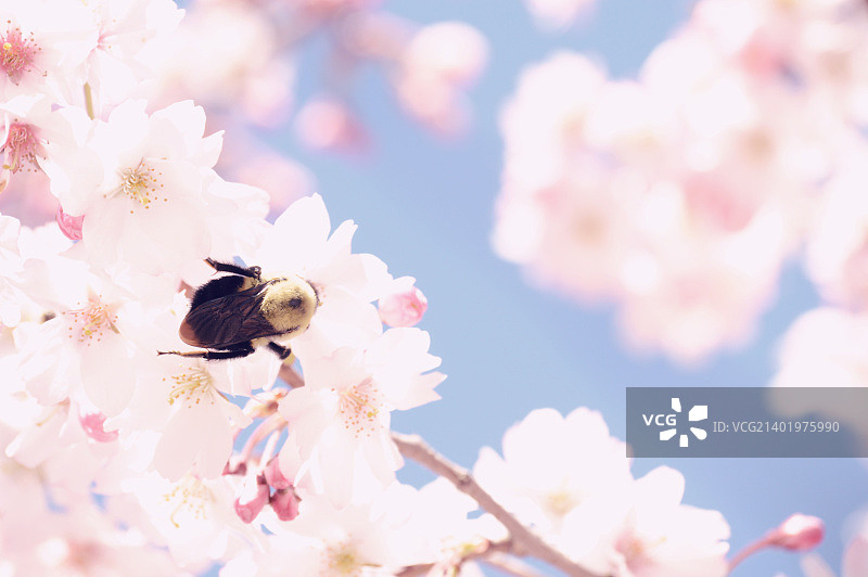 康涅狄格州纽黑文樱花节图片素材