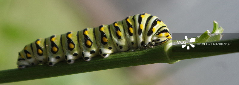 欧芹蹲踞者图片素材