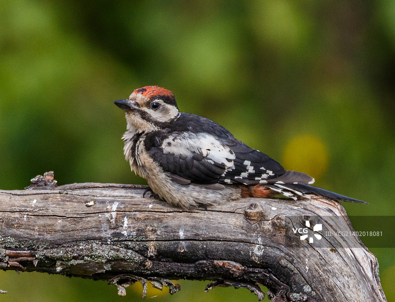 伟大的发现啄木鸟图片素材
