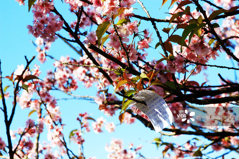 巴西圣卡埃塔诺杜苏尔图片素材
