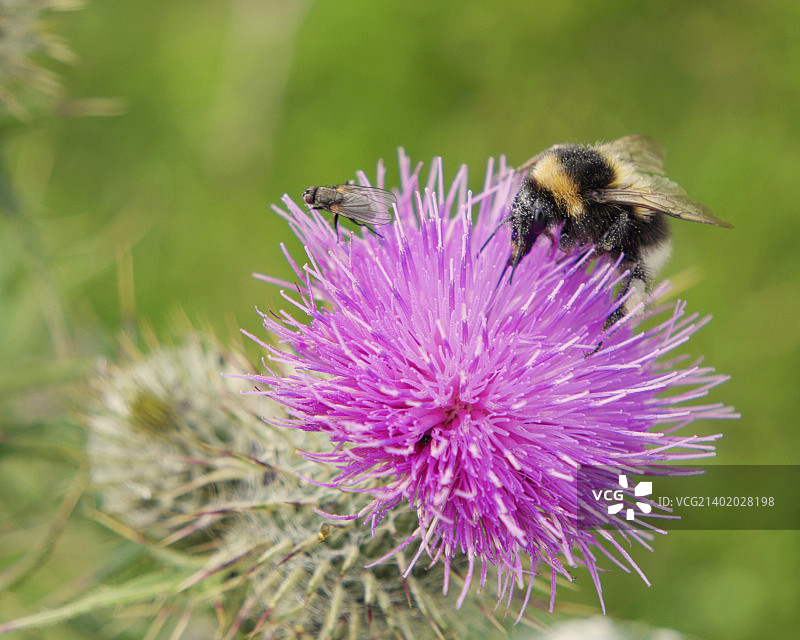 蓟花上的蜜蜂与飞虫，北奔宁山脉图片素材
