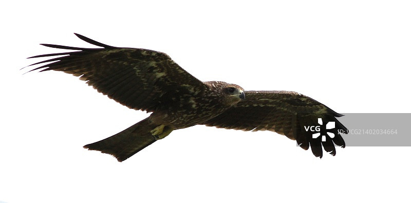 Daksh Bhardwaj摄影作品图片素材