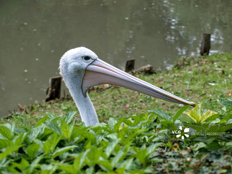 愤怒的澳洲鹈鹕图片素材