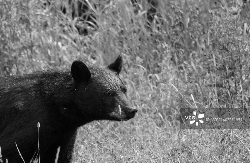 黑白黑熊图片素材