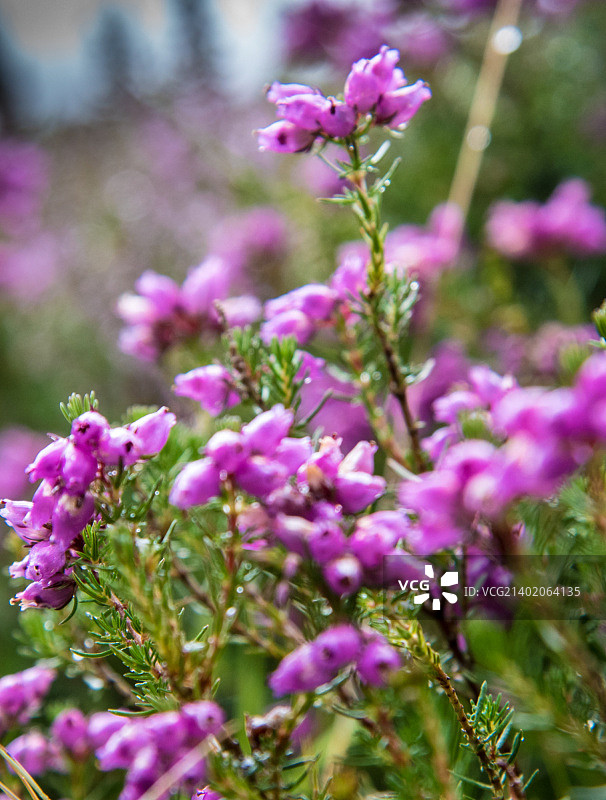 斯诺多尼亚北部南弗朗康谷的欧石楠图片素材