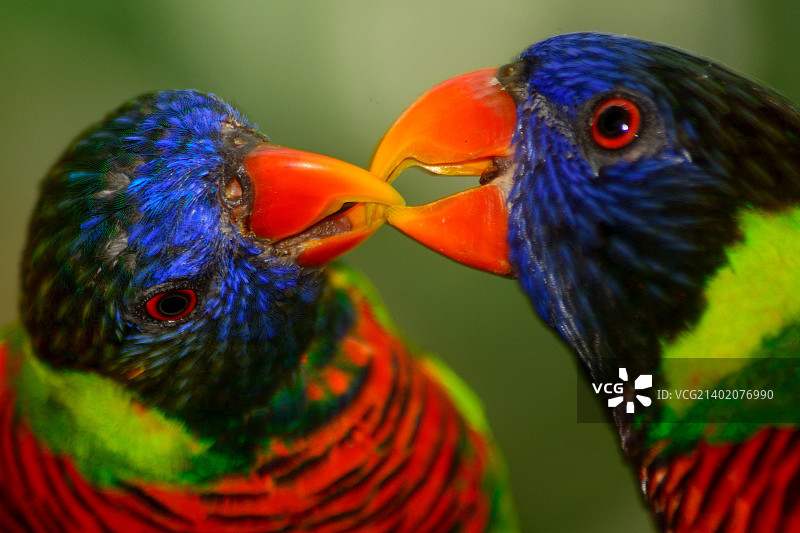 虹彩吸蜜鹦鹉（Trichoglossus moluccanus）图片素材