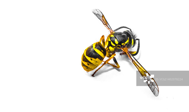 黄蜂图片素材