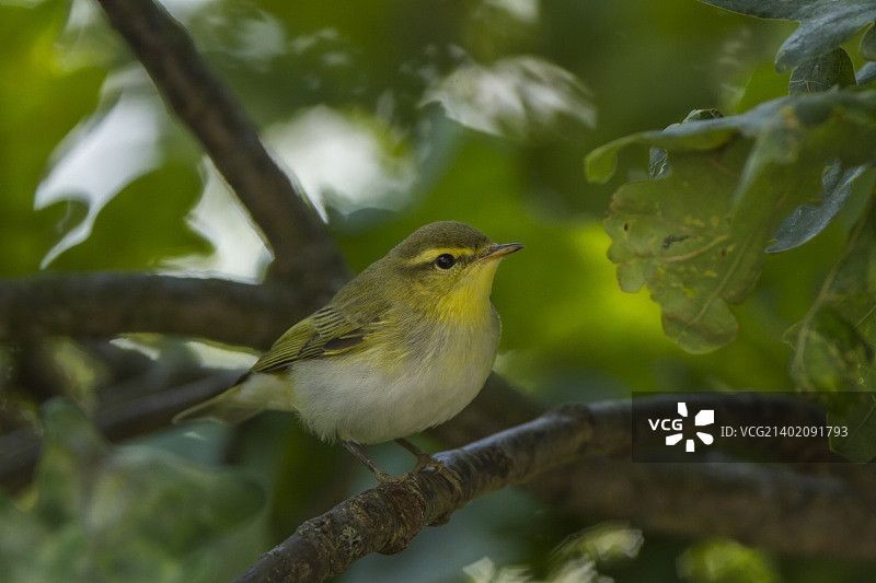 林柳莺图片素材