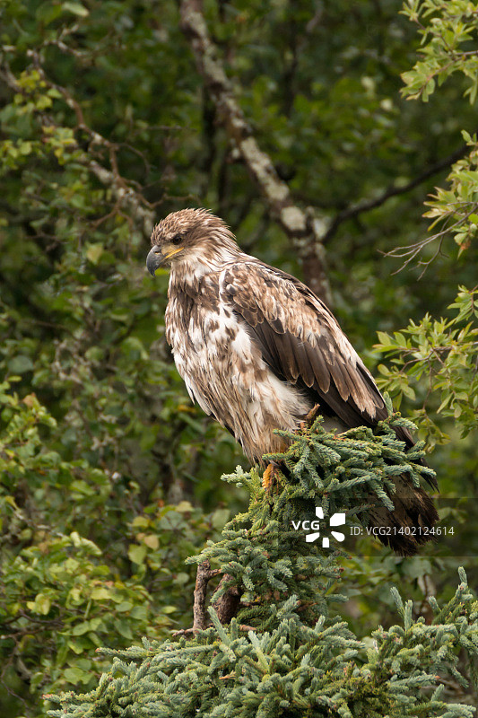 幼年秃鹰栖息在松树上图片素材