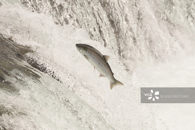 鲑鱼跃过布鲁克斯瀑布图片素材