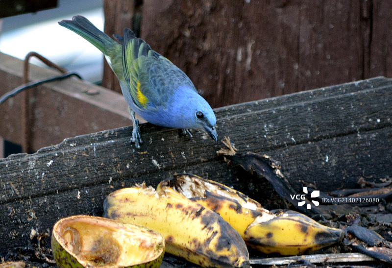 巴西新弗里堡图片素材