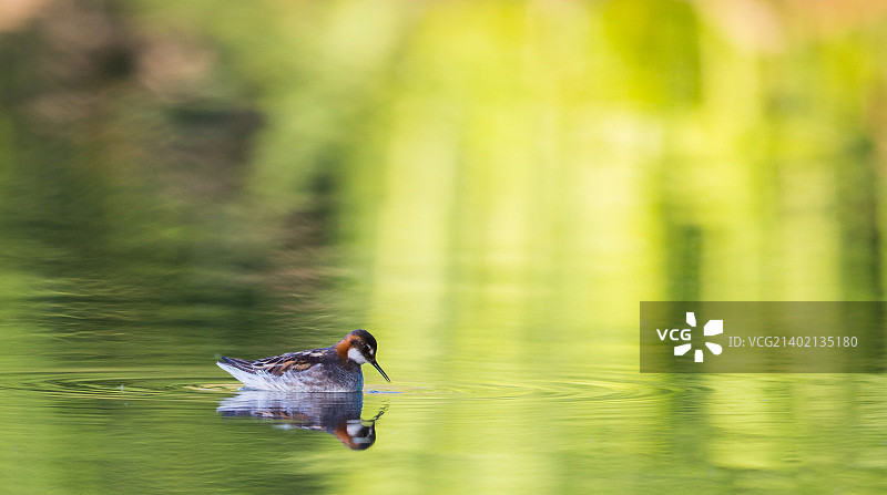 红颈瓣蹼鹬在亮光下图片素材