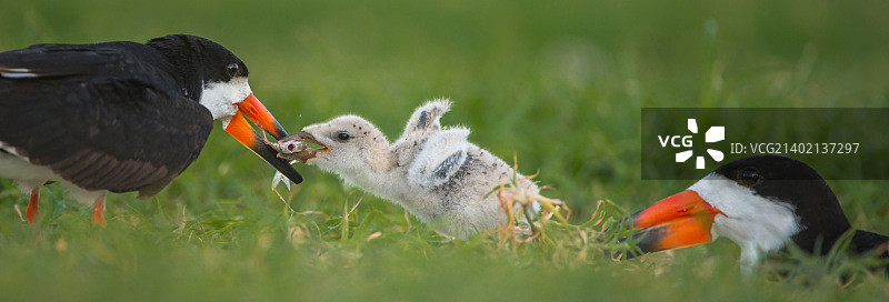 黑剪嘴鸥一家早餐图片素材