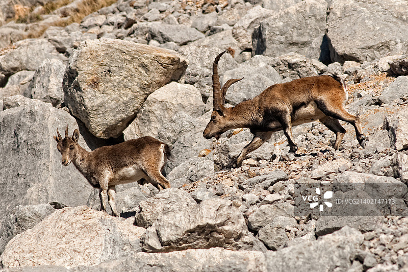 野山羊图片素材