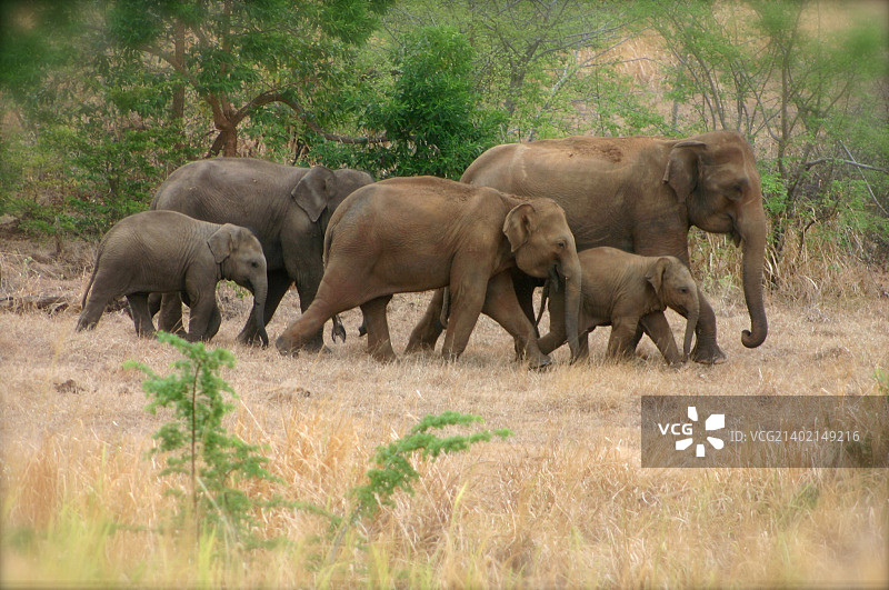 斯里兰卡象图片素材