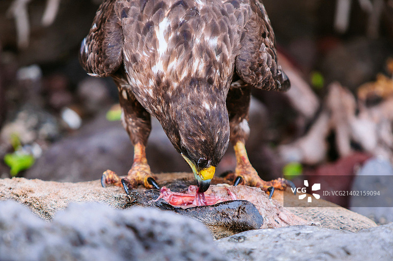 阿约拉港，厄瓜多尔图片素材