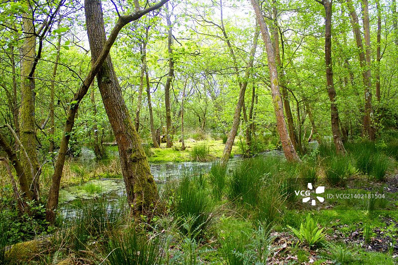 布朗sea岛图片素材