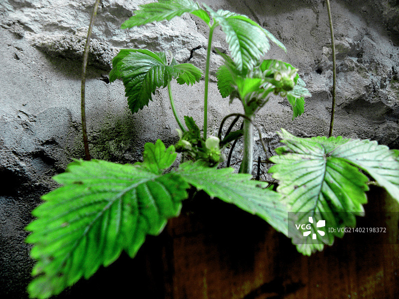 老城墙上的野生草莓图片素材